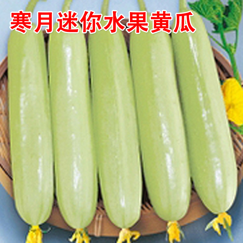 寒月迷你水果黄瓜种子 白皮水果黄瓜种子 蔬果种籽 阳台庭院种植
