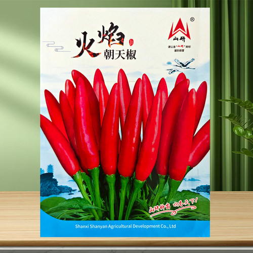 红艳小米椒种子朝天椒港椒野山椒