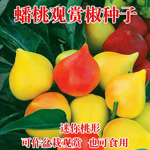 蟠桃辣椒阳台盆栽蔬菜种子