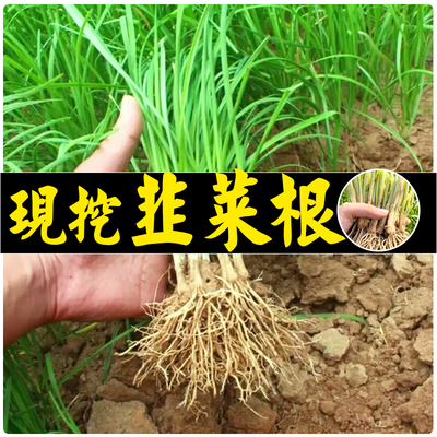 山研不开花新鲜现挖韭菜根