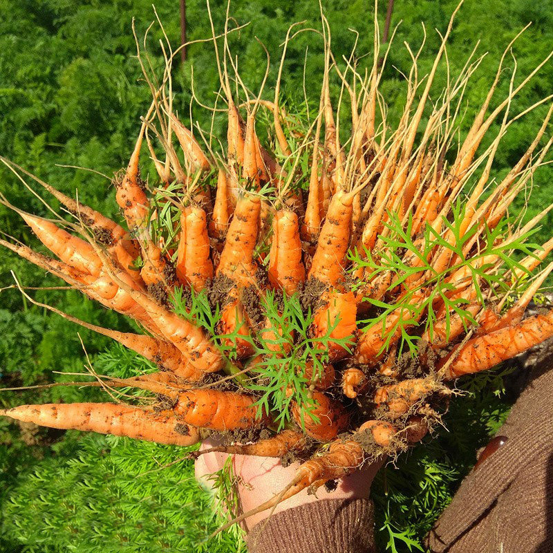 迷你手指型胡萝卜种子 又名 拇指胡萝卜水果 学生蔬菜菜种孑