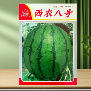 西农八号西瓜苗种子秧苗8号特大西瓜种籽孑幼苗南方北方嫁接苗秧