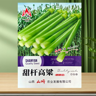 甜高粱种子 芦栗北方甘蔗种子 老品种农家棵棵甜甜杆甜棒四季播