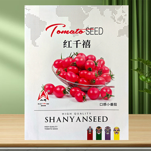 超甜千禧樱桃西红柿圣女果种子瀑布小番茄种子四季盆栽蔬菜番茄苗
