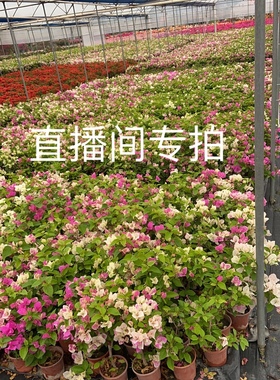 娇娇家三角梅树桩 怡锦 重瓣红 重瓣粉  重瓣橙 菲菲娜 比芭老桩