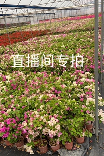 娇娇家三角梅树桩 怡锦 重瓣红 重瓣粉  重瓣橙 菲菲娜 比芭老桩