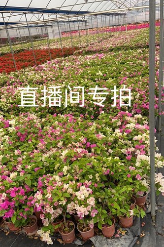 娇娇怡锦重瓣菲菲三角梅