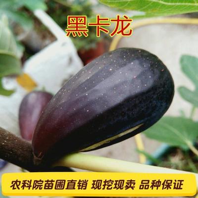 嫁接新品种黑卡龙无花果树苗黑色特大果盆栽地栽四季种植当年结果