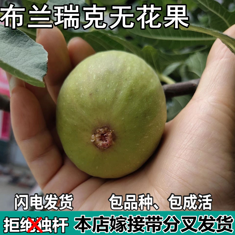布兰瑞克无花果树苗南北方庭院地栽盆栽种植特大嫁接果苗当年结果