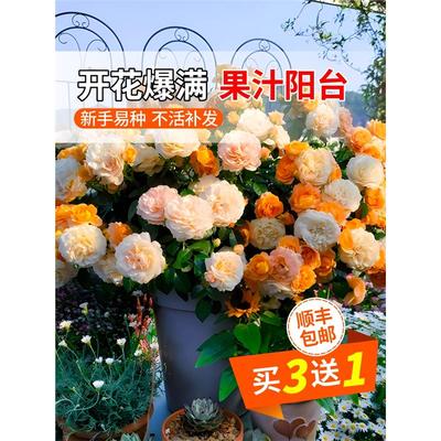 果汁阳台月季盆栽花苗大苗玫瑰花带花苞四季开花室内阳台庭院植物