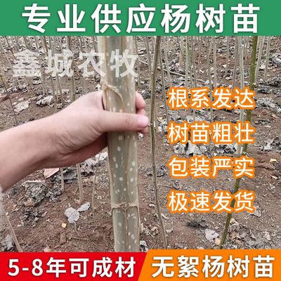 杨树苗无絮杨3804无絮速生杨107杨中林6972杨2025速生杨树苗3412
