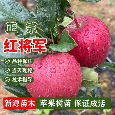 红将军苹果树苗嫁接南北方种植盆栽地栽冰糖心苹果苗矮化当年结果