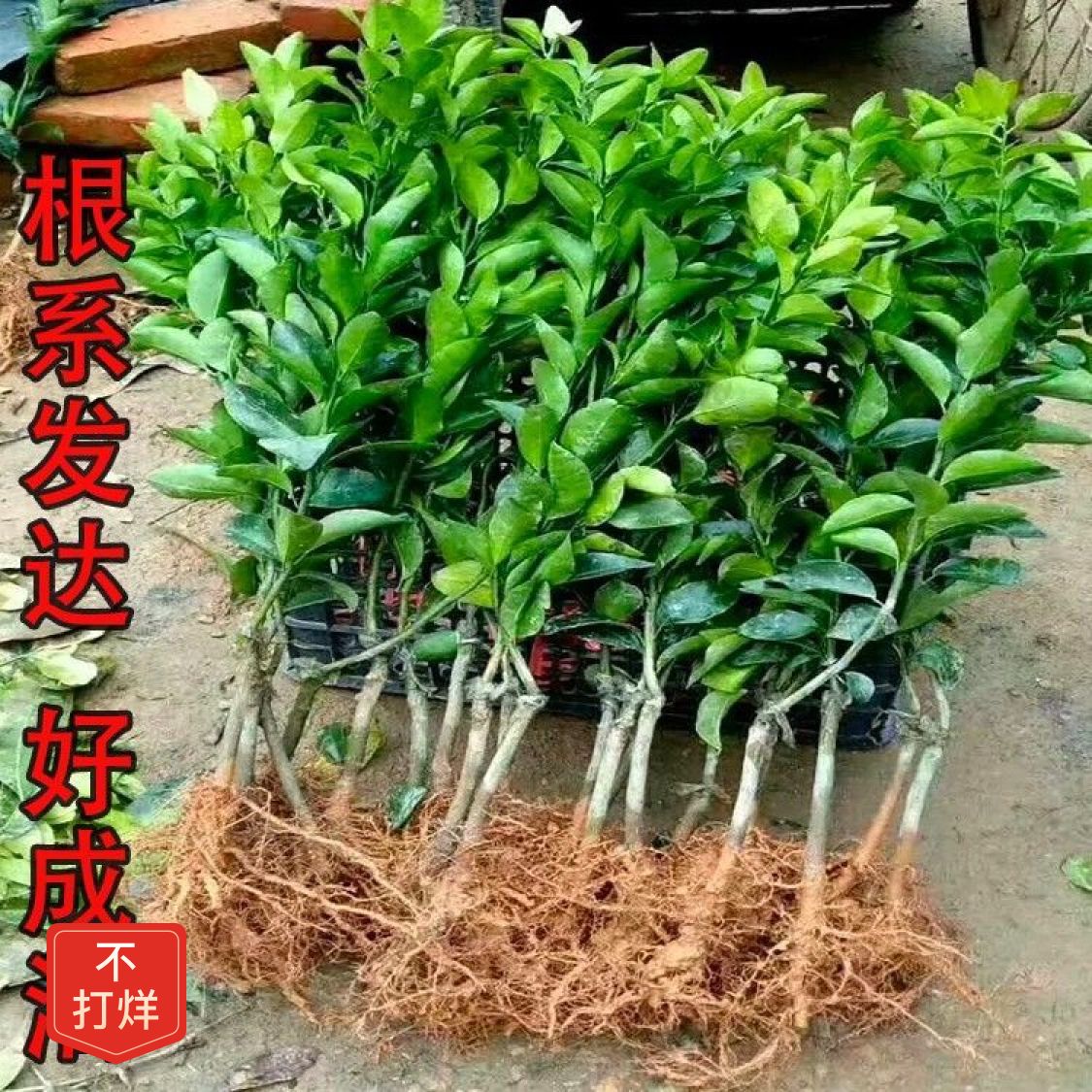 【48小时发货】赣南脐橙苗嫁接纽荷尔橙子苗卡拉红肉血橙脐橙树苗