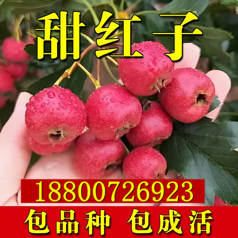 甜红子山楂树苗嫁接苗大五菱活苗盆栽地栽庭院南北方种植当年结果