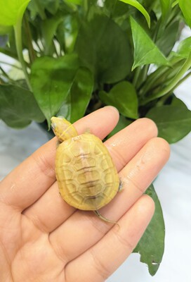 日系斑纹草龟苗高黄金甲斑纹草龟变异中华草龟乌龟宠物龟浅水龟