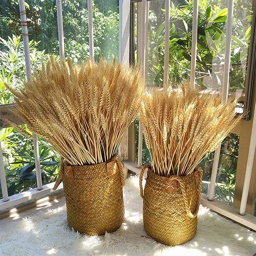 100 pcs Natural Dried Wheat Stalks Dry Wheat Spikes for Deco