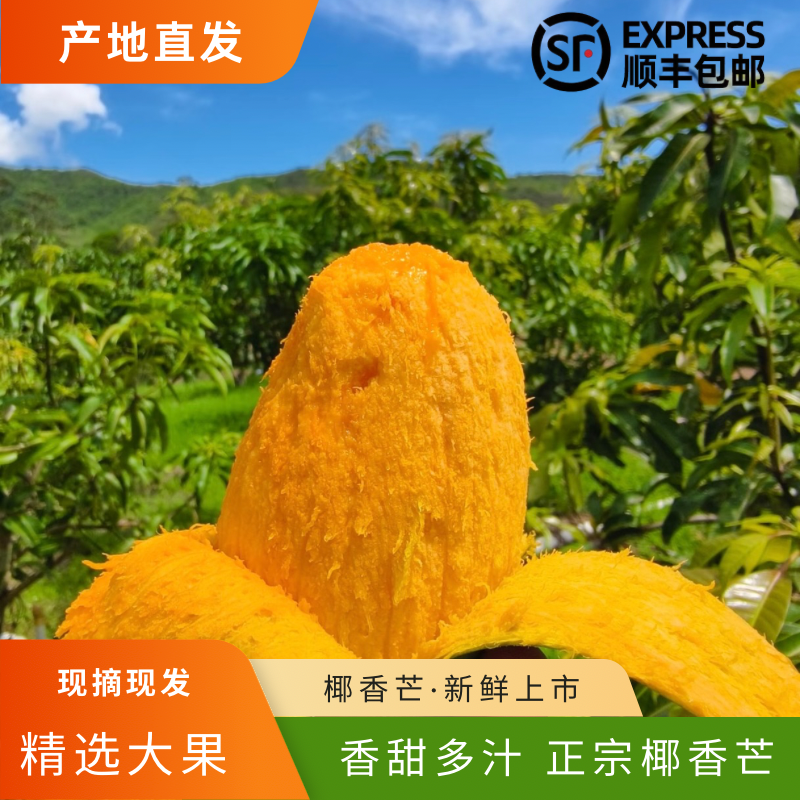 云南西双版纳椰香芒鸡蛋芒热带水果树上熟新鲜现摘现发正宗覃斗芒