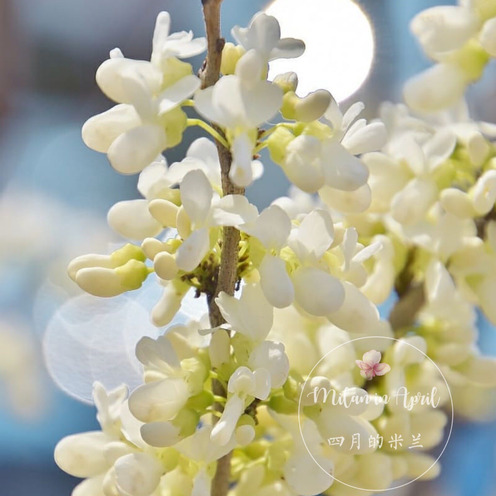 白花紫荆春雪多年生花园灌木心型叶加拿大庭院树耐寒欧洲进口盆景