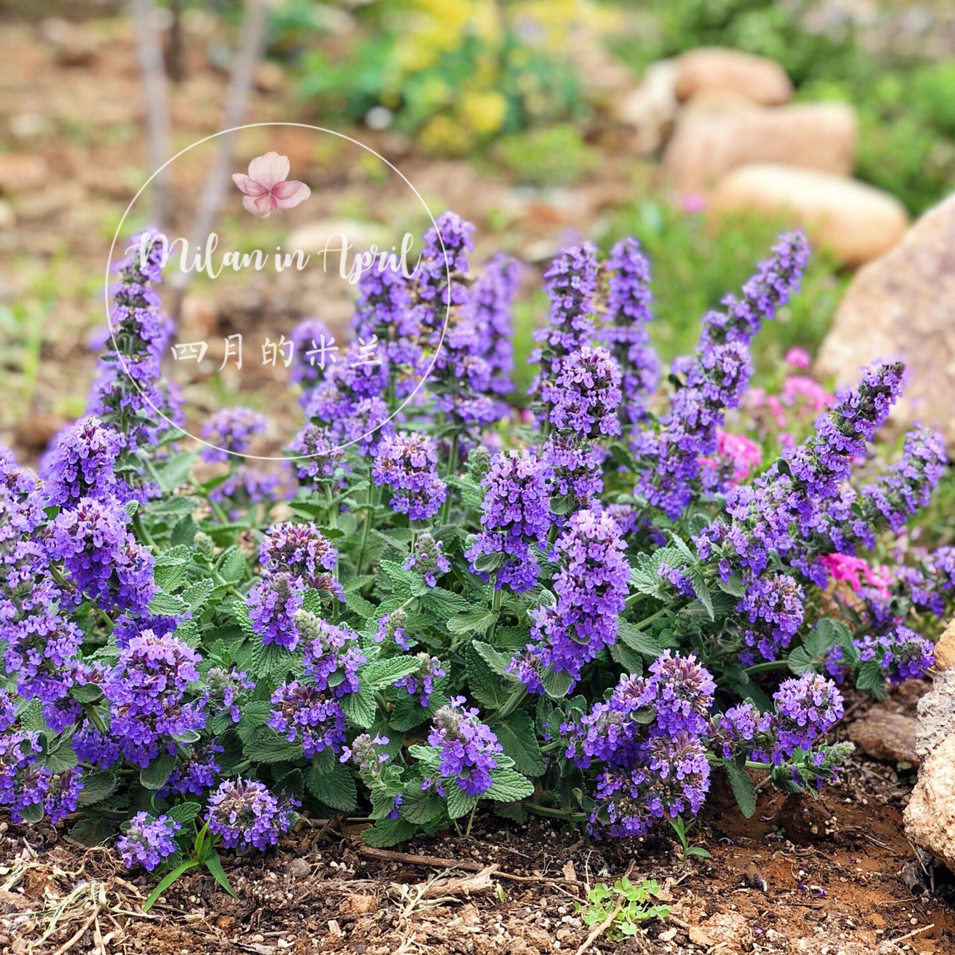 新品圆叶矮生猫薄荷多年生耐寒耐热庭院花园盆栽植物四季开花驱蚊