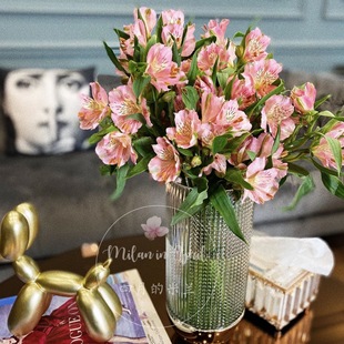 六出花16CM盆栽阳台庭院带盆栽好春季开花秘鲁水仙百合好养四季开