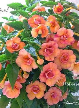 包邮耐热爆花推荐 cytro 垂吊多年生耐旱室内阳台植物苦苣苔 重瓣