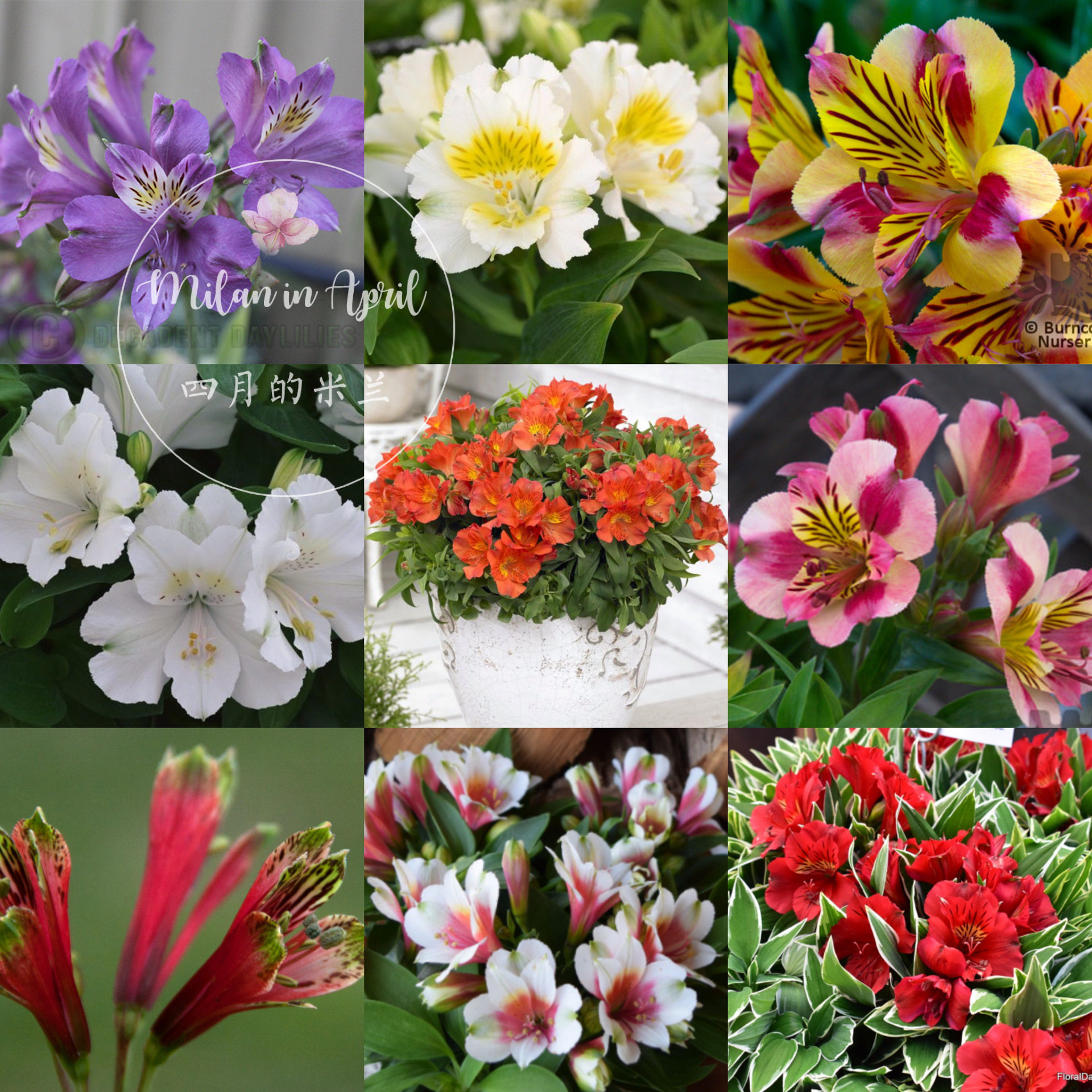 进口六出花盆栽15cm多年生四季阳台庭院易养易爆盆秘鲁智利百合根