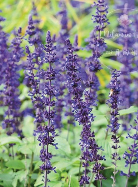 Salvia Indigo Spires 靛蓝尖塔 鼠尾草 blue indigo sage苗 盆栽