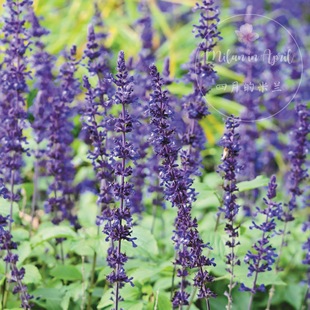 Salvia Indigo Spires 靛蓝尖塔 鼠尾草 blue indigo sage苗 盆栽