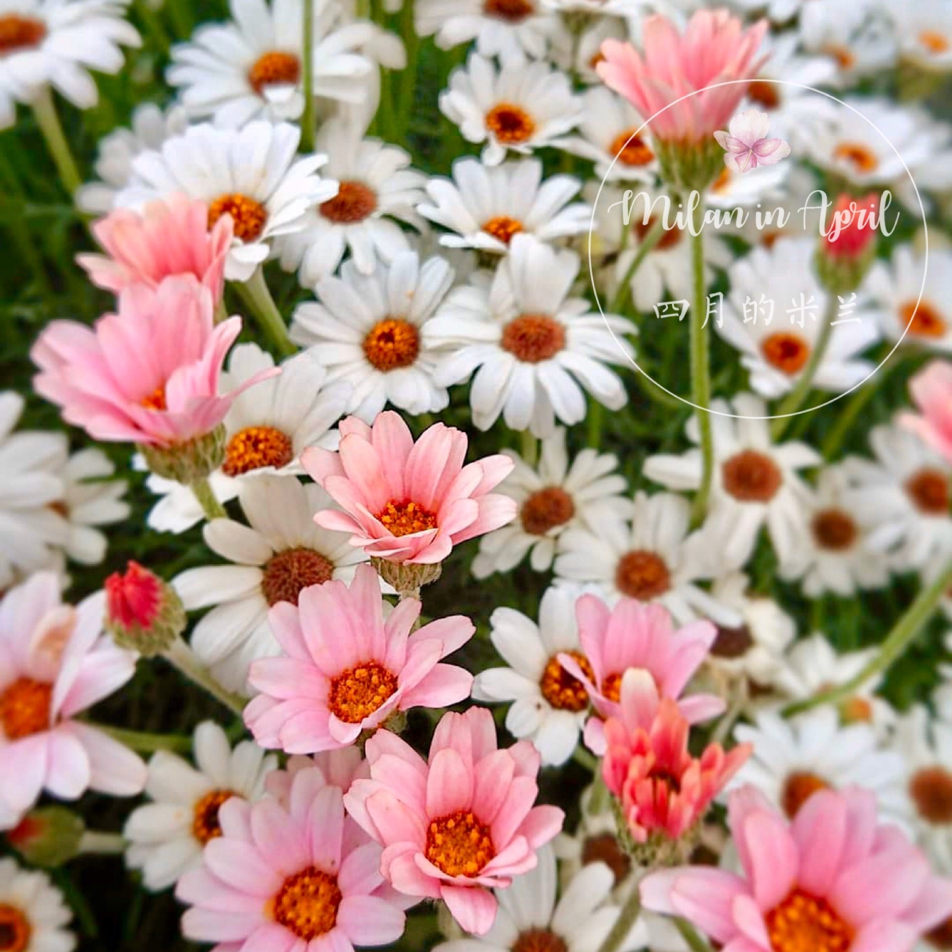 摩洛哥雏菊多年生耐寒耐热花卉室内植物花苗盆栽观花阳台植物