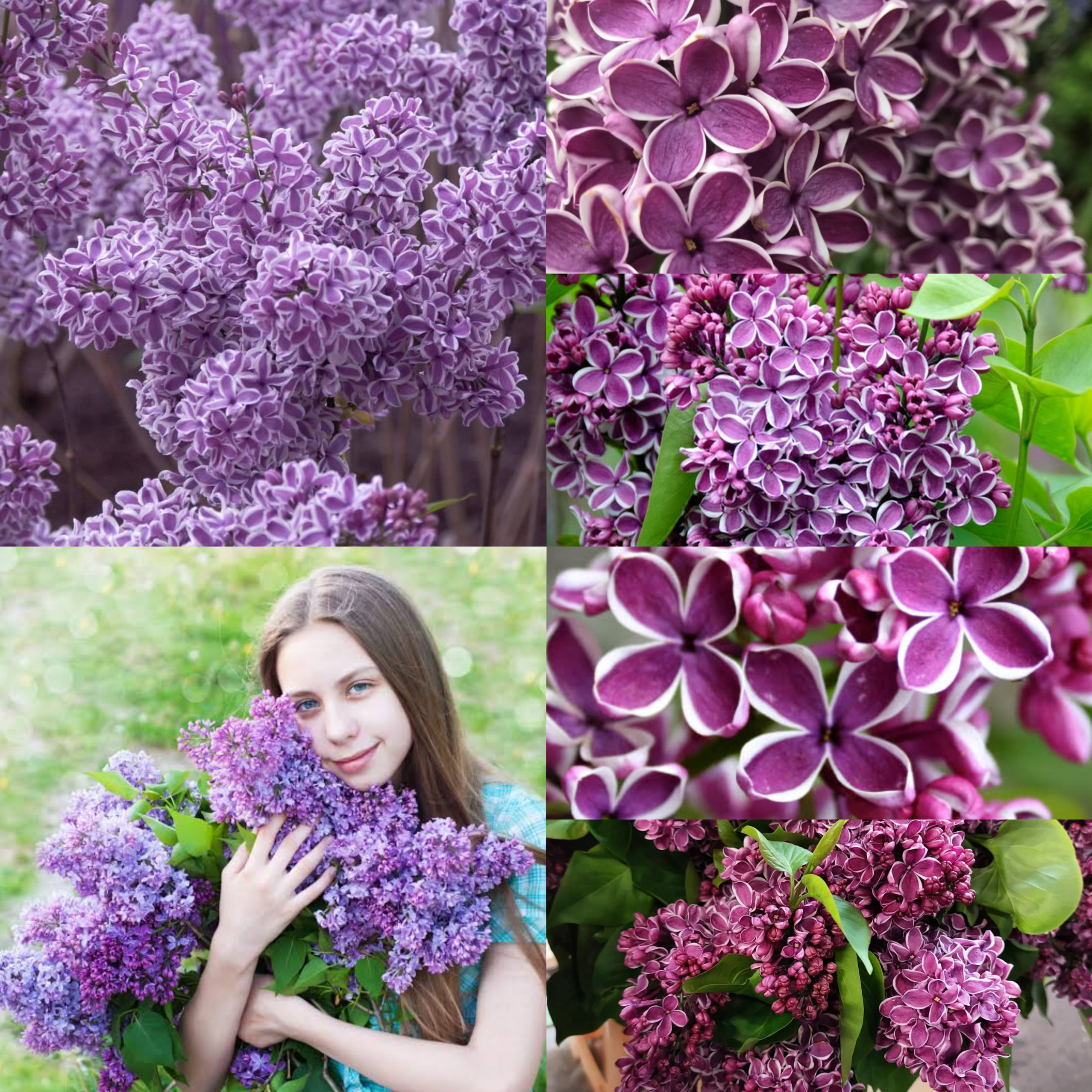 条纹丁香花盆栽别墅风景树丛生浓香四季花卉耐寒植物欧洲丁香花苗