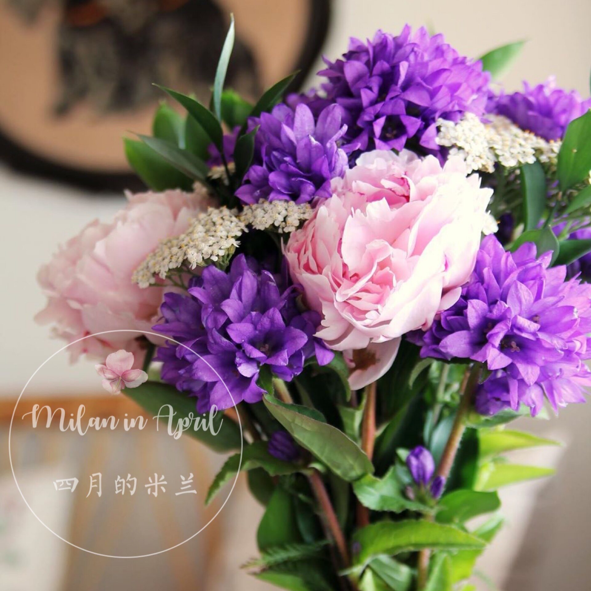 聚花风铃草 蓝色巨人多年生耐寒耐热花卉盆栽阳台庭院花园花卉