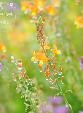 橙色须尾草 进口多年生四季开花耐寒耐热盆栽花园阳台花卉包植物