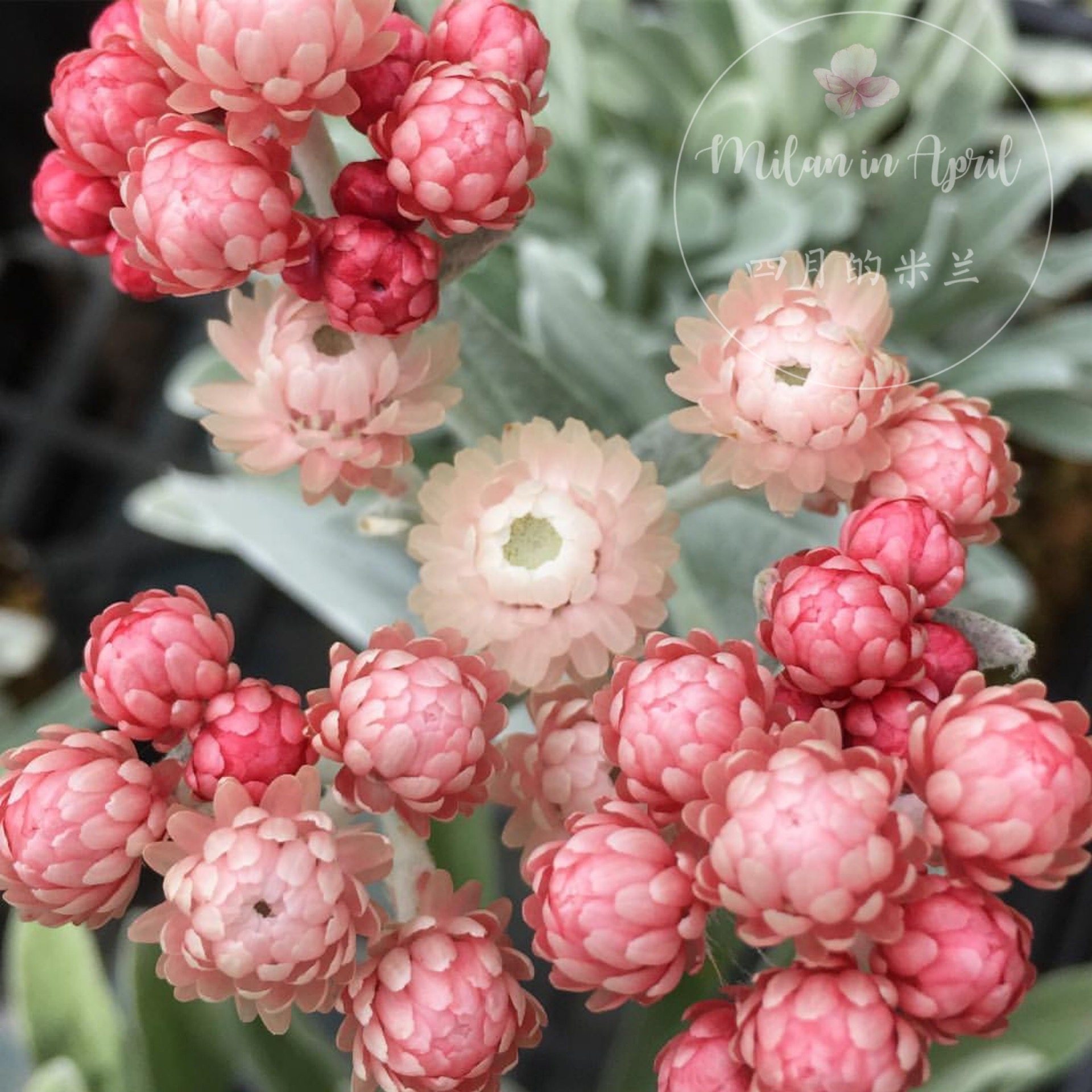 银叶蜡菊红宝石簇宿根阳台干花素材超稀有日本种源花园盆栽易养活