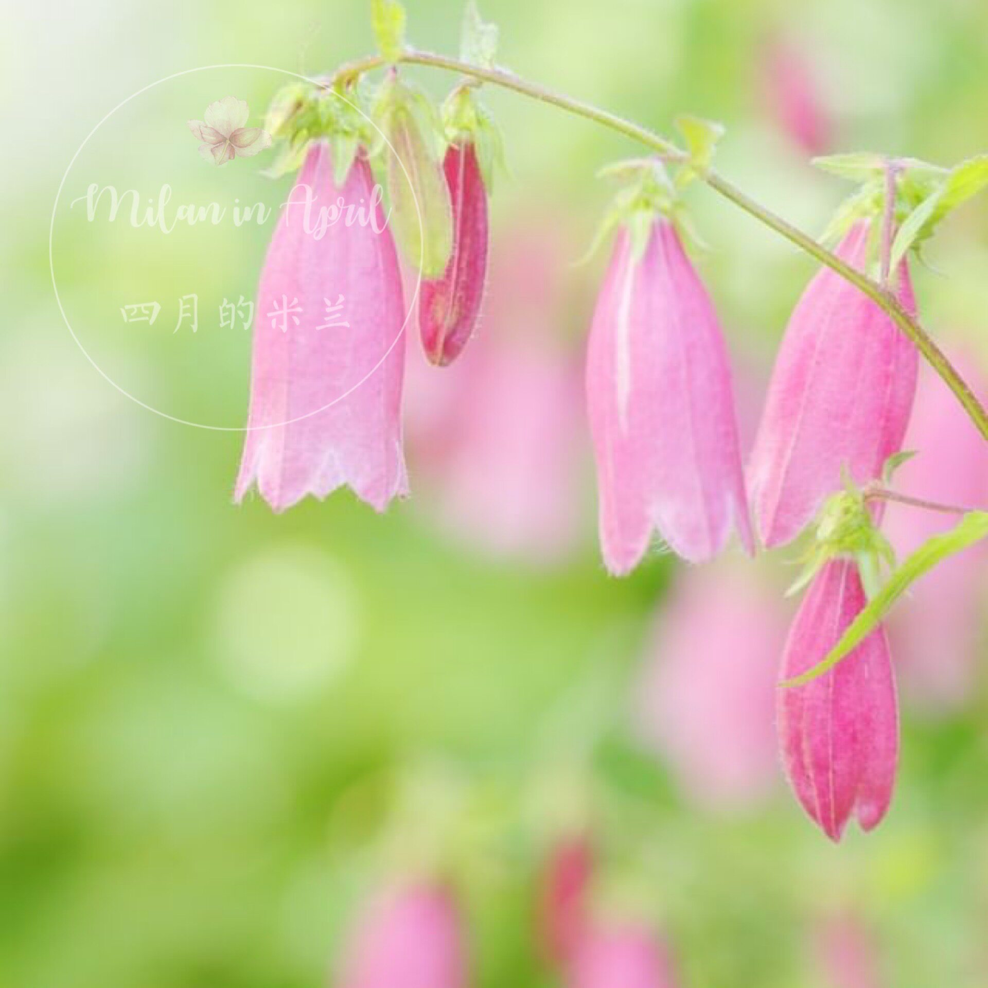 紫斑风铃草粉花多年生耐寒耐热花园花镜阳台顶楼植物盆栽耐荫爆花