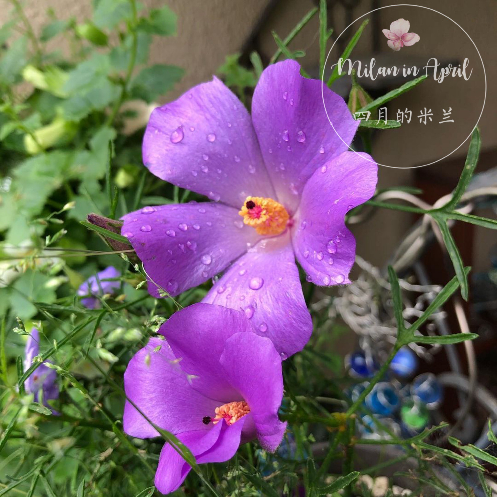 澳洲紫芙蓉针叶芙蓉葵多年生耐寒阳台庭院多花梦幻紫宿根花卉大花