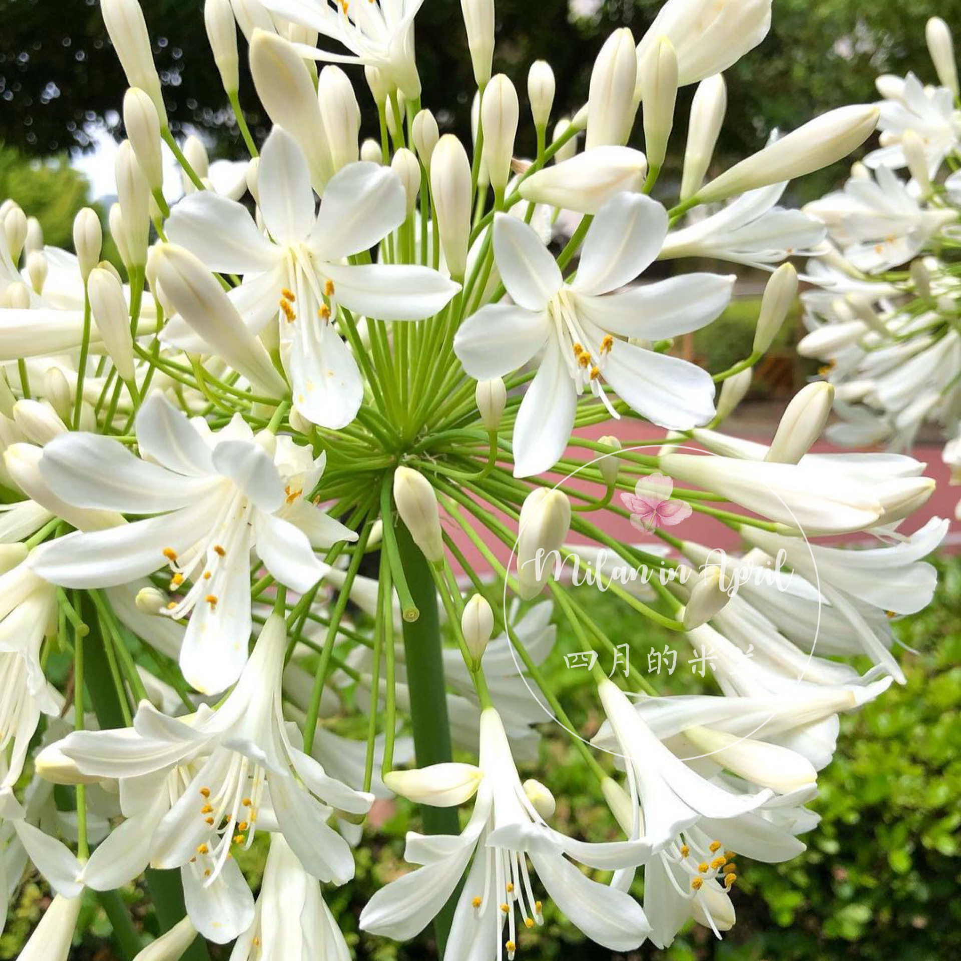 四月的米兰白花百子莲花卉盆栽苗多年生草本花卉耐热好养阳台庭院
