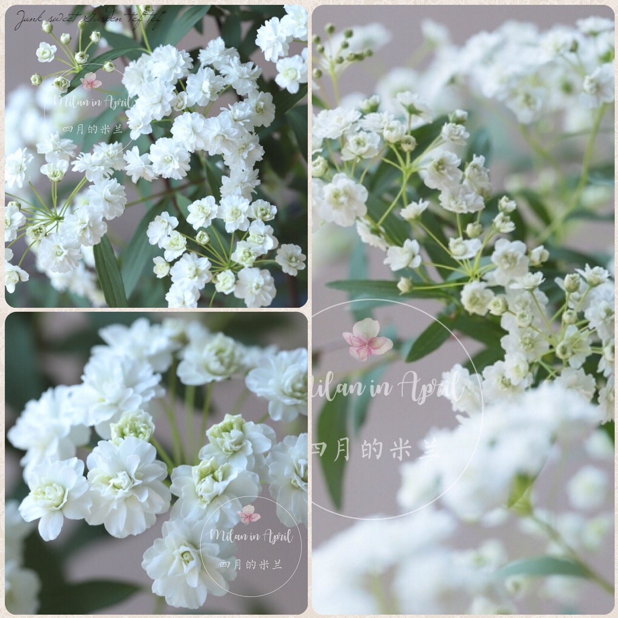 重瓣绣线菊八重小手毬ヤエコデマSpiraea cantoniensis var.plena图片