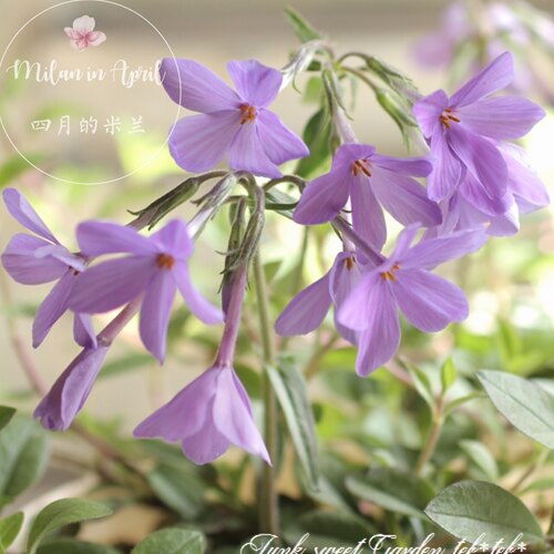 多年生福禄考室内外可栽种花量大