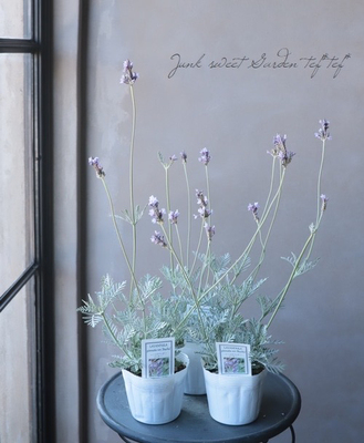 银叶蕾丝薰衣草“布奇”四季开花植物驱蚊香味助眠包邮植物盆栽