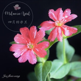 日本山野草 赤絞りマツモトセンノウ 松本仙翁无性系剪秋萝多年生