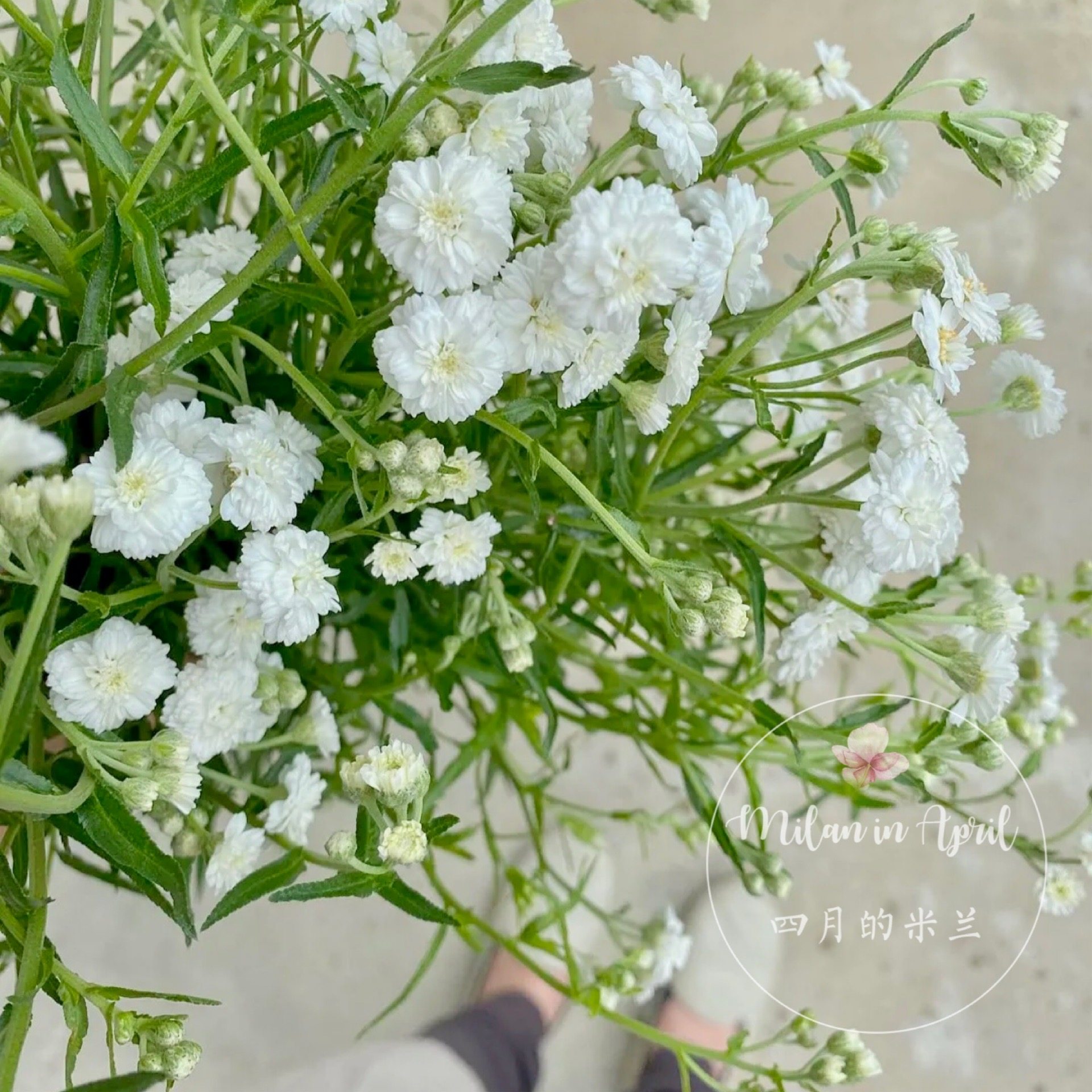 宿根花园植物重瓣蓍草珍珠蓍草多花年生耐热耐寒室外花园春季花卉