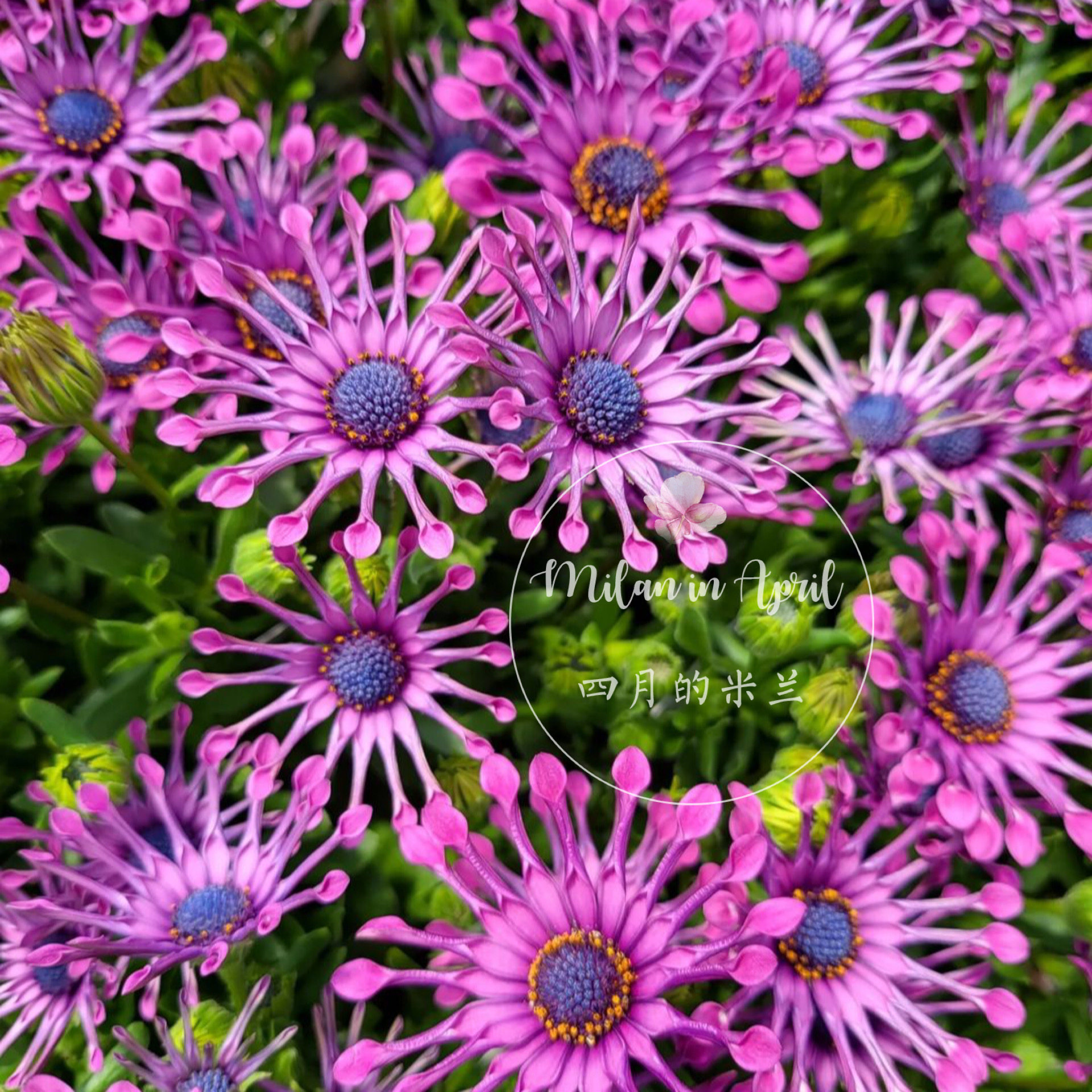 蓝目菊盆栽紫勺阳台庭院花卉易养护南非万寿菊多年生耐寒花园植物