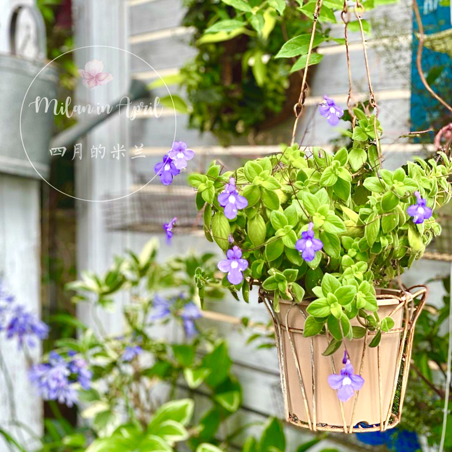 海豚花盆栽苗多年生耐热植物耐阴室内植物阳台盆栽夏季花卉花期长