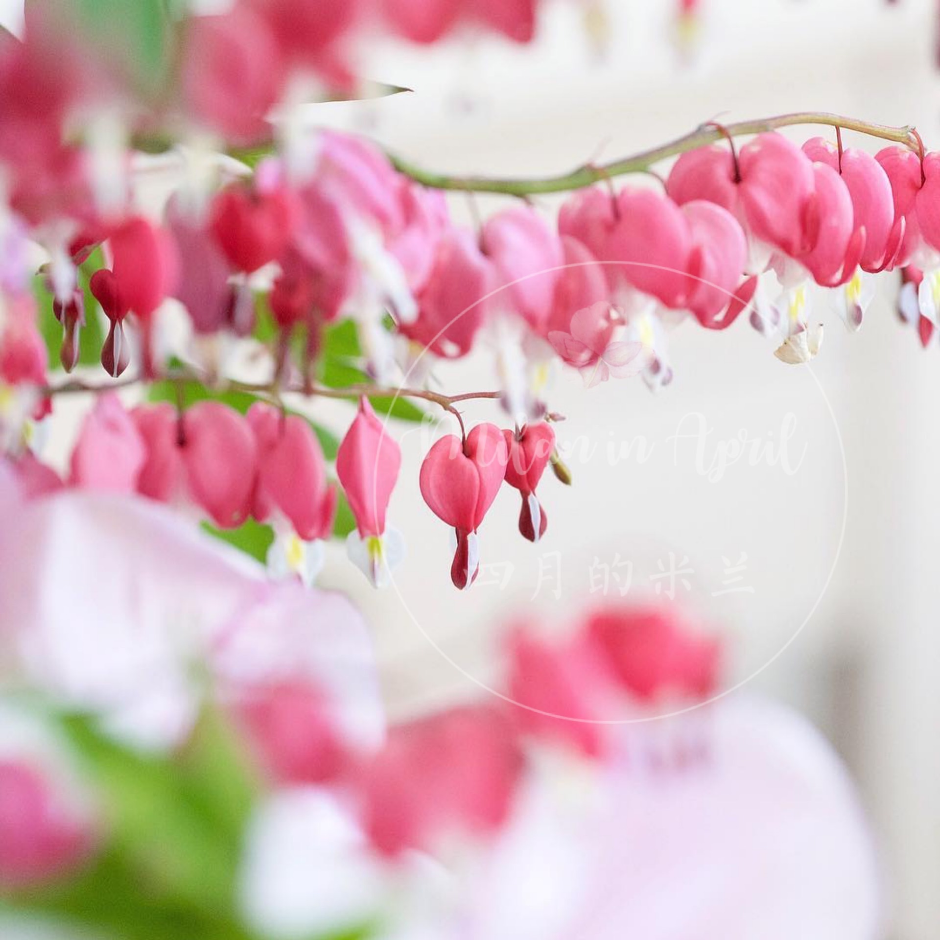 荷包牡丹包出芽耐荫盆栽多年生大苗耐阴耐寒耐热植物盆栽阳台庭院