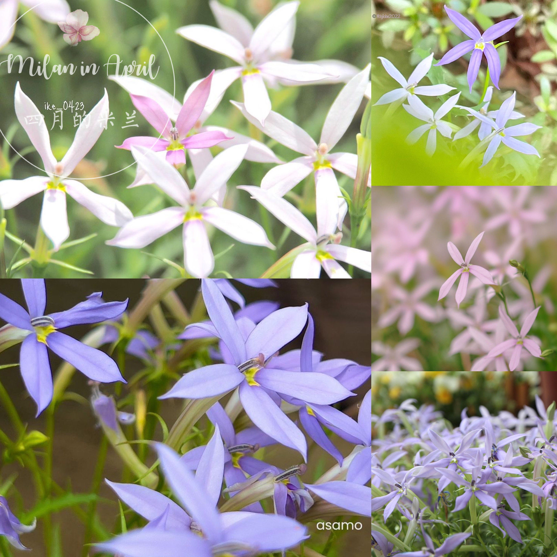 四月的米兰同瓣草彩星花耐热好阳台庭院盆栽花园植物花卉夏季开花