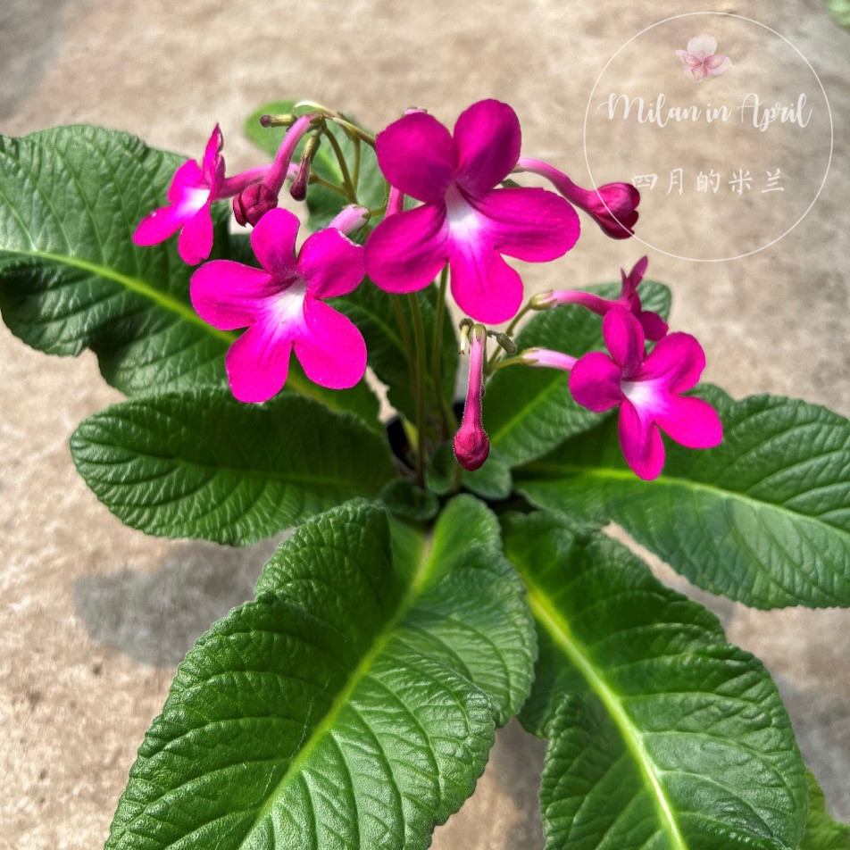 玫红陨星 卡特琳 堇兰盆栽四季开花草本花卉阳台耐阴好养爆盆丰花图片