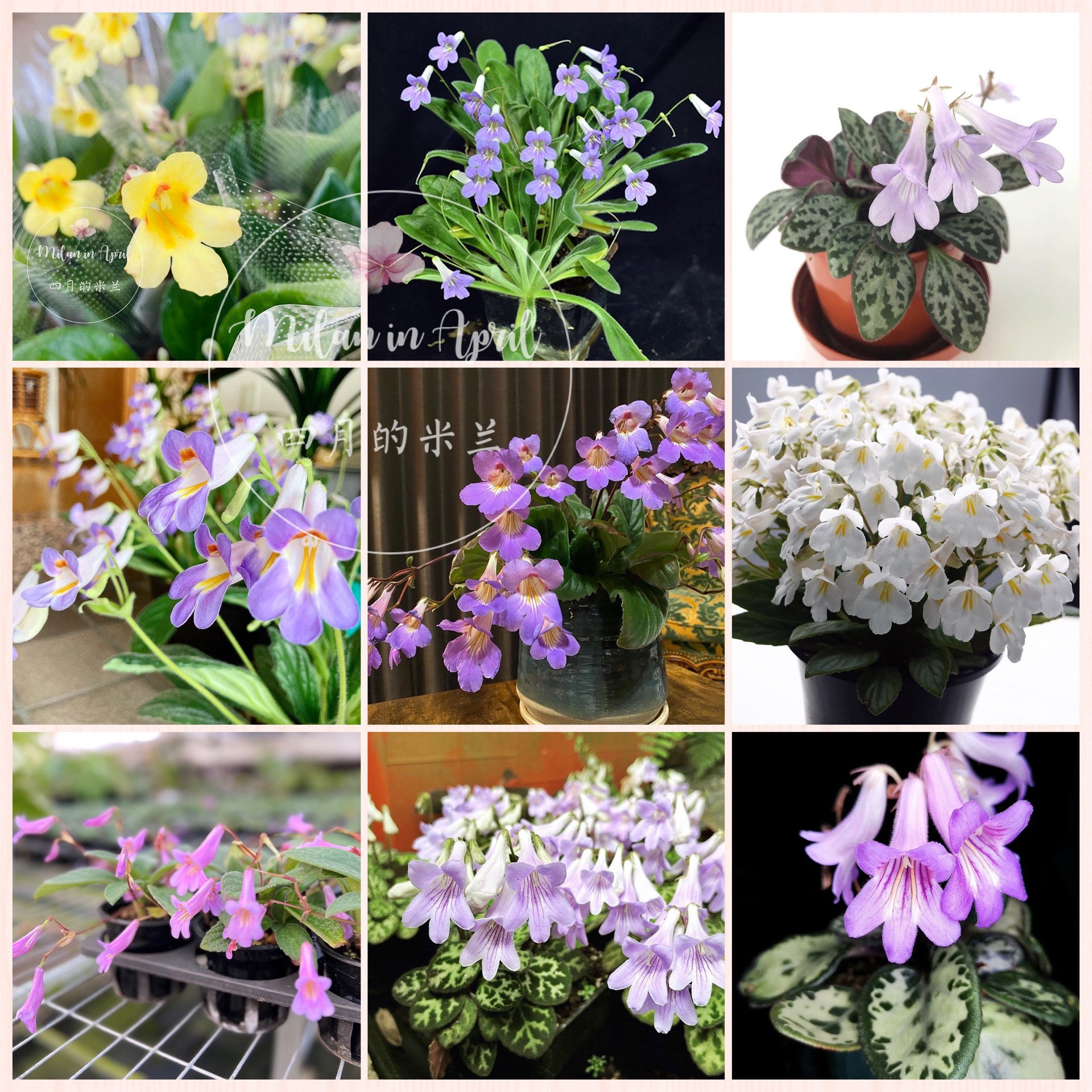 报春苦苣苔白花紫花皮草草本花卉耐阴耐热室内阳台开花植物易爆花,鲜花速递/花卉仿真/绿植园艺,时令草本花卉,淘宝优惠券,粉丝福利购,淘宝优惠卷