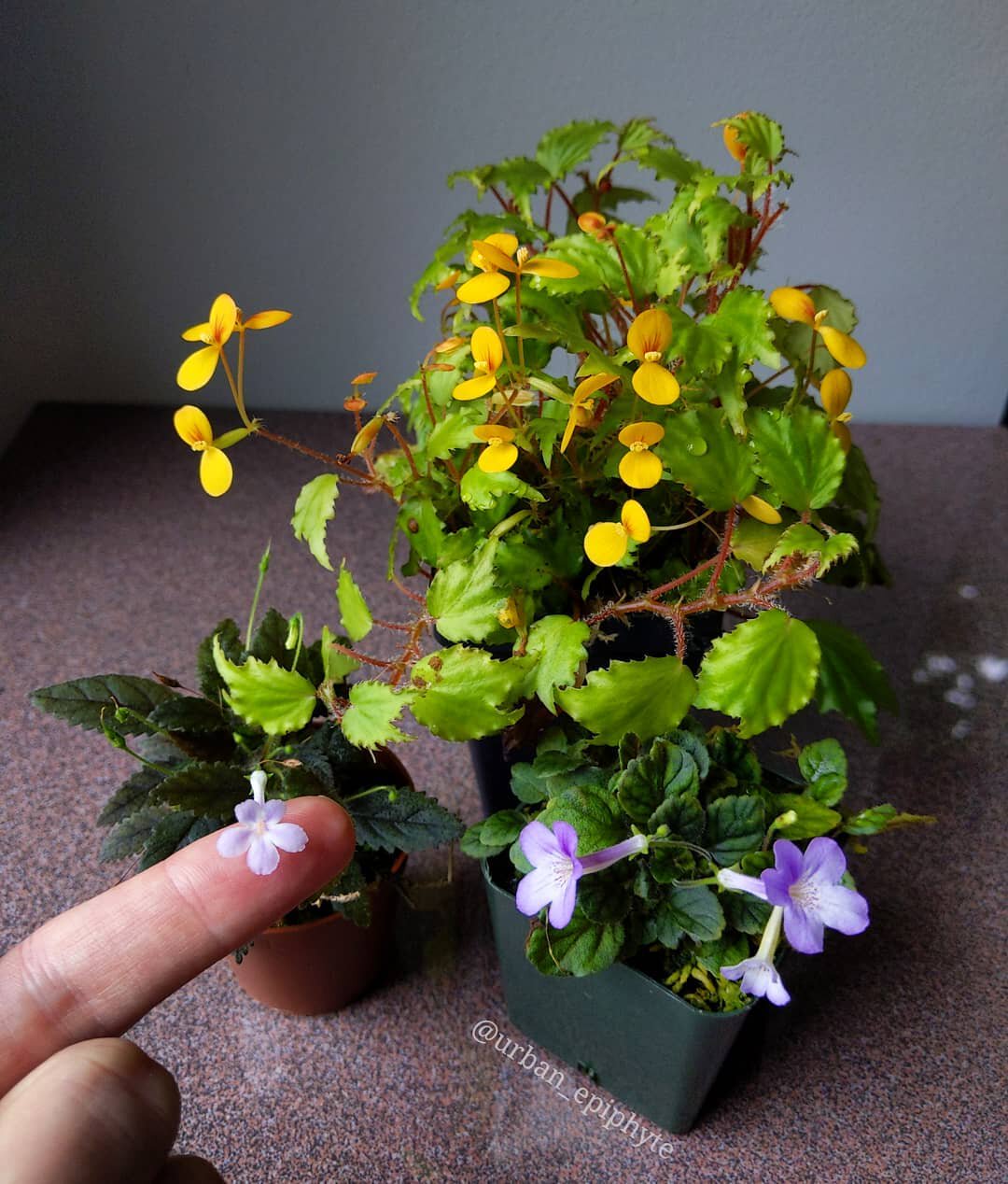 藓状岩桐超迷你岩桐鱼骨头普西拉苦苣苔科岩桐属球根微型植物