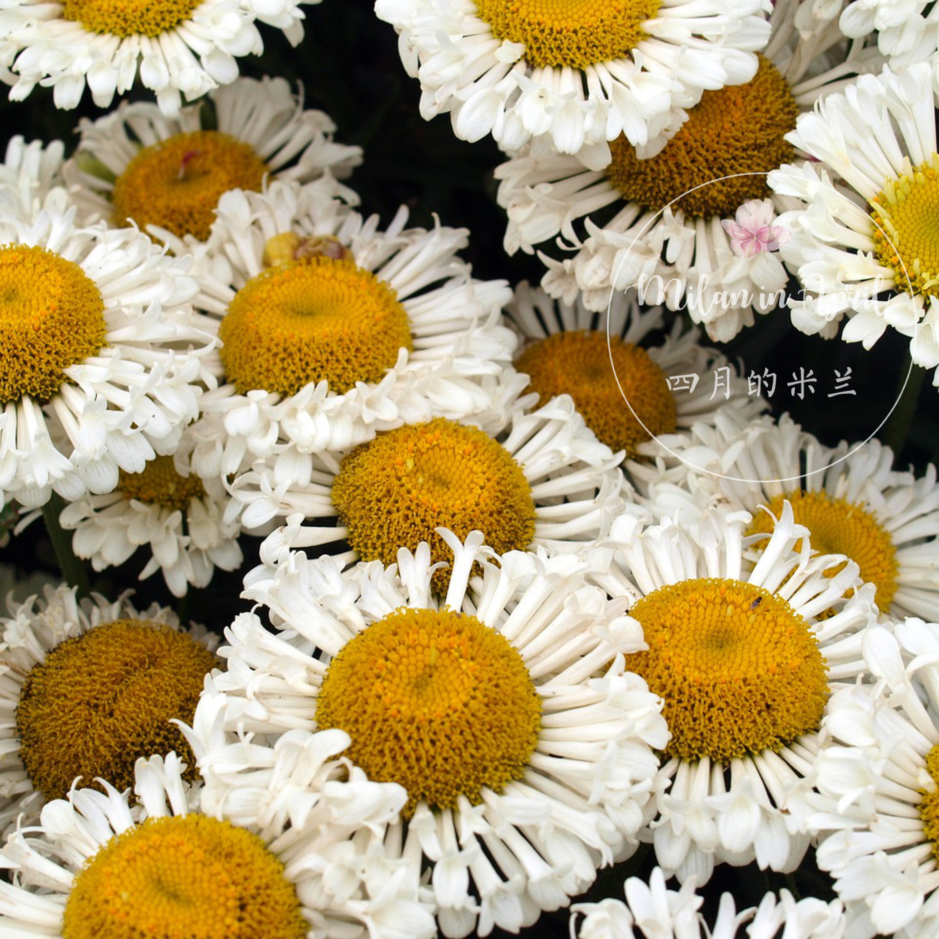 新品重瓣大滨菊 真实优雅 多年生耐寒草本切花庭院花镜盆栽植物苗