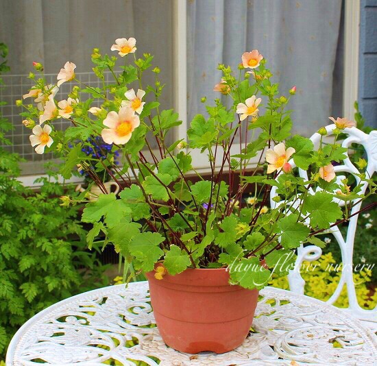 耐寒耐热庭院花卉苗园艺宿根植物